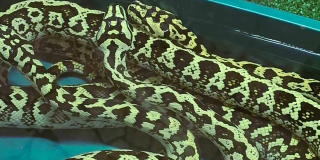 World Snake Day