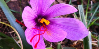 Crocuses bloomed