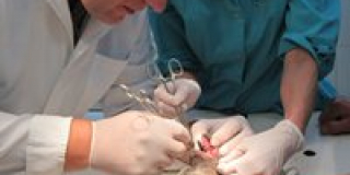 Day of veterinary medicine workers