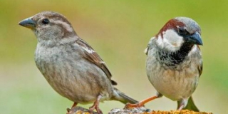 World Sparrows Day