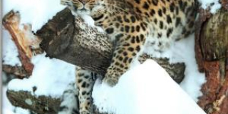 _Information about Ukrainian zoos in wartime