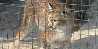  International Lynx Day