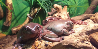 Amphibians Awareness Week