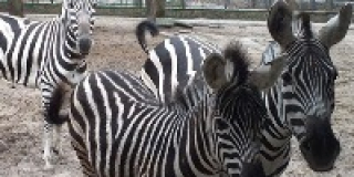 International Zebra Day