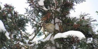 Days of great winter bird counting