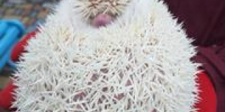 Marmot Day and Hedgehog Day