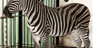 International Zebra Day