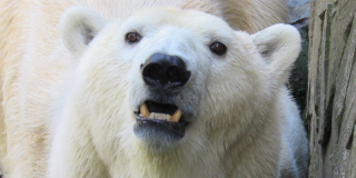 Happy bears day