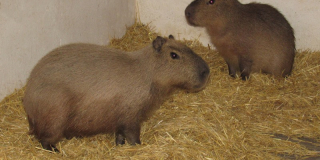 When will it be possible to see the capybaras and tapirs