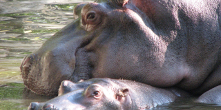 Hippo day