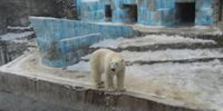 What does a zoo do for animals during severe frosts in winter?