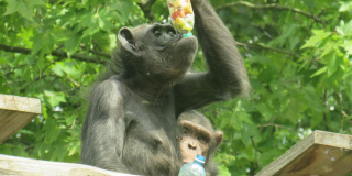 World Chimpanzee Day