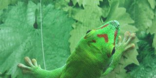 Animals that are the symbols of the New Year 2024