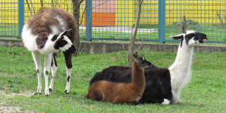 Stories about younglings born in Mykolaiv Zoo
