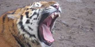 Day of the Siberian tiger and Amur leopard