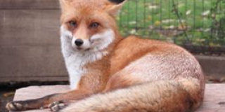 Fox Day