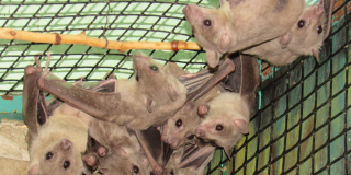 Bat Week