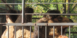 Transfer of the animal for rehousing