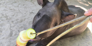 Tapir's birthday
