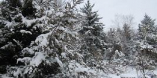 Winter in Mykolaiv Zoo