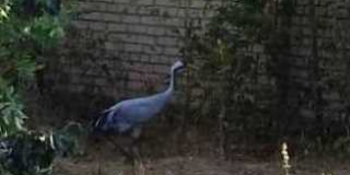World Crane Day
