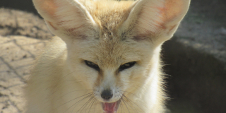 The smallest foxes
