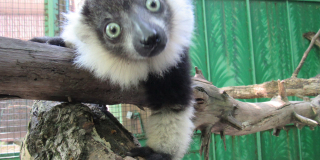 Lemur Day