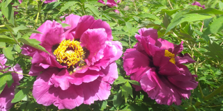 A kaleidoscope of incredible beauty