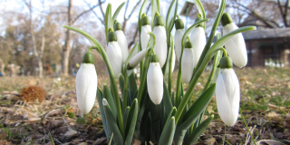 Meeting of the Lord is celebrated on February 15
