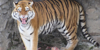 Tigresses' birthday