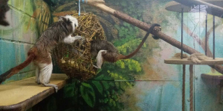Houses for monkeys
