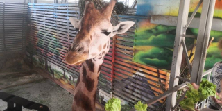 World Giraffe Day
