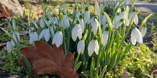 Snowdrops