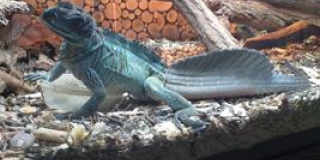 Kid of sailfin lizard