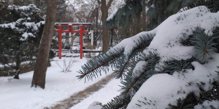 A winter fairy tale in Mykolaiv Zoo