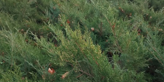 Day of Evergreen Plants