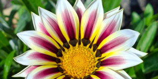 A kaleidoscope of incredible beauty