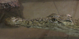 A Nile crocodile 