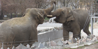 Elephants on a walk