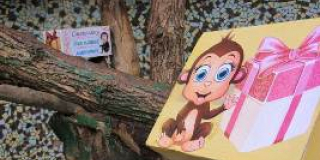  World Monkey Day