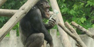 World Chimpanzee Day