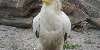 International Bird Day