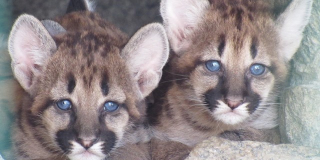 World Wildlife Day
