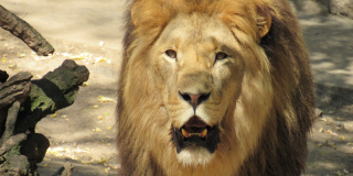 World Lion Day