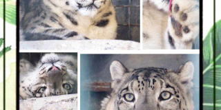International Snow Leopard Day