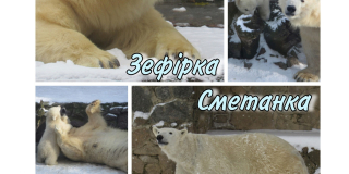 Birthday animals of the zoo