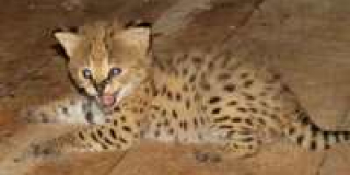 Summer Baby Boom in Mykolaiv Zoo