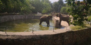 August 12 - World Elephant Day