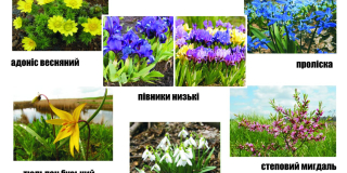 The educational campaign is devoted to the preservation of rare plants