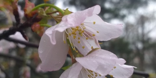 Sakura blossom